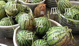 娱乐吃瓜壁纸高清