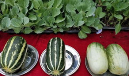 娱乐吃瓜壁纸高清