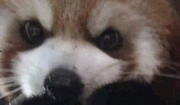 娱乐吃瓜酱小动物视频下载,小动物视频下载攻略，轻松捕获萌宠瞬间