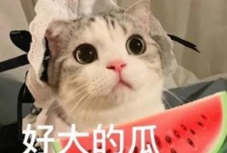 娱乐吃瓜君小猫咪,揭秘娱乐圈那些不为人知的幕后故事