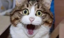 娱乐吃瓜酱神仙猫,揭秘娱乐圈背后的神秘故事