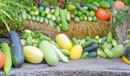 娱乐吃瓜公司有哪些名字,那些独具特色的“吃瓜”公司名大盘点