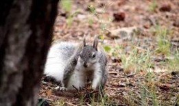 娱乐吃瓜酱小动物视频下载,小动物视频下载攻略，轻松捕获萌宠瞬间