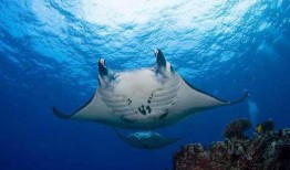 娱乐吃瓜酱魔鬼鱼,揭秘魔鬼鱼的神秘世界