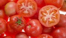 娱乐吃瓜丫西红柿,揭秘西红柿背后的故事