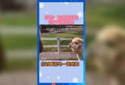 娱乐吃瓜群众模板,揭秘明星背后的故事，带你领略明星们的真实生活